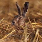 Ein Bett im Kornfeld 