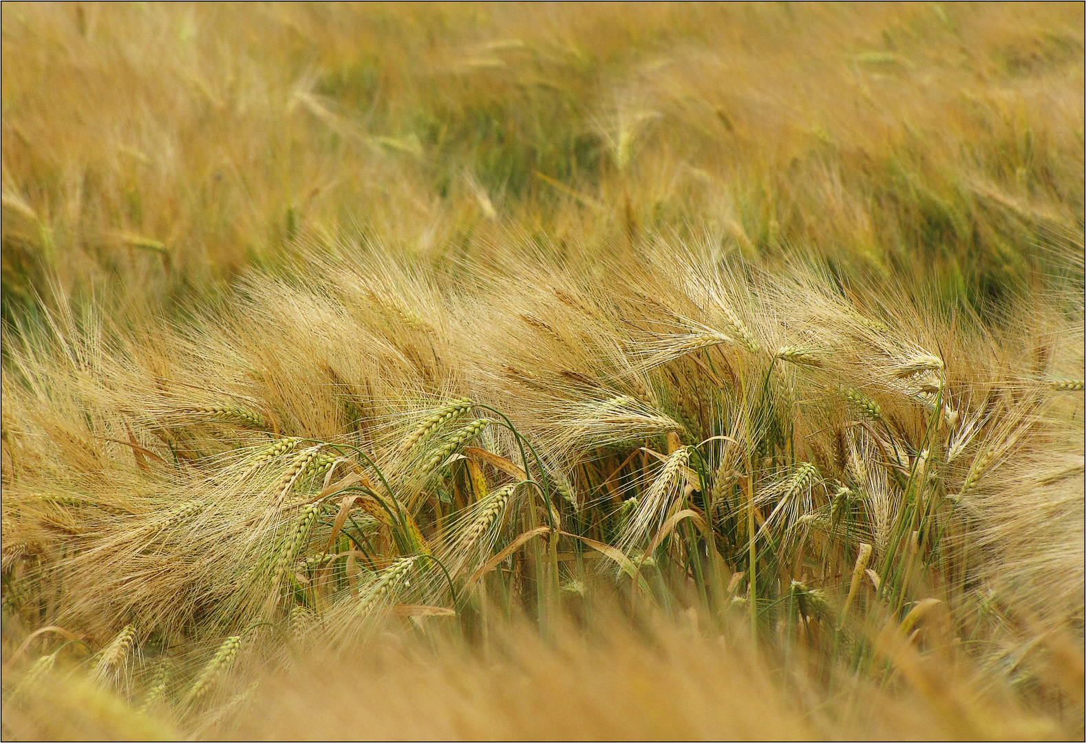 Ein Bett im Kornfeld?