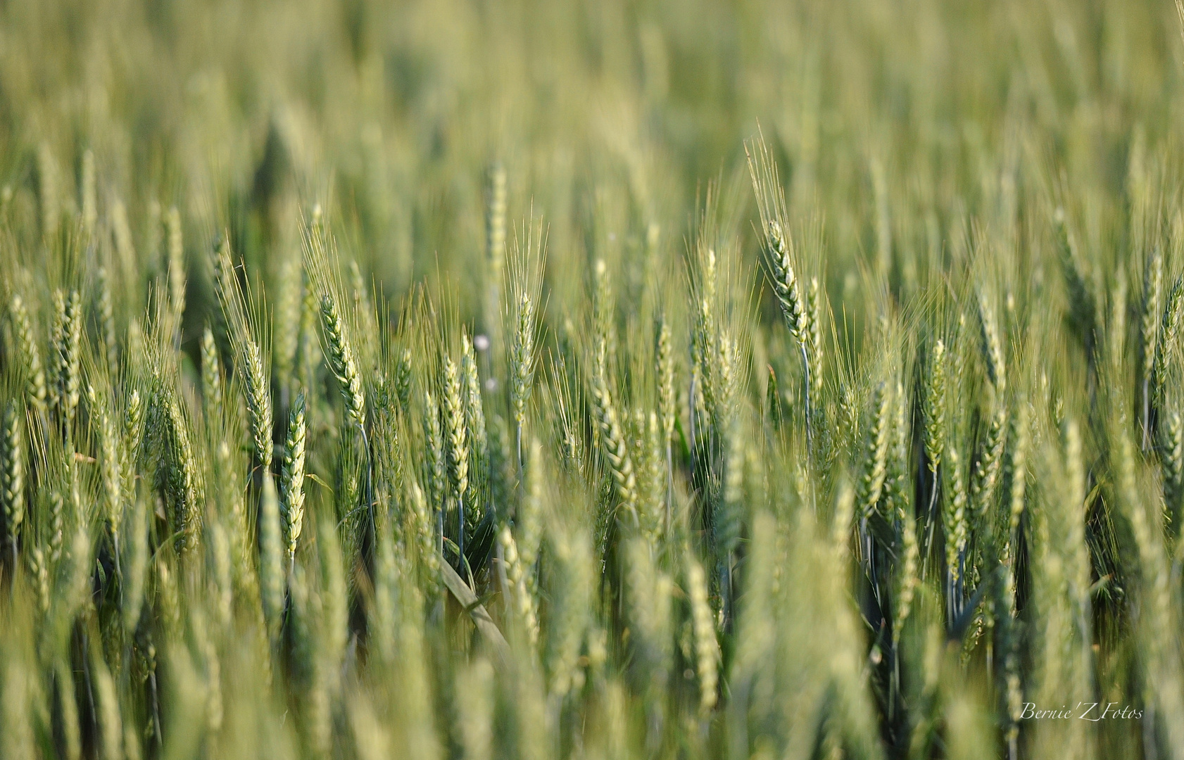 Ein Bett im Kornfeld