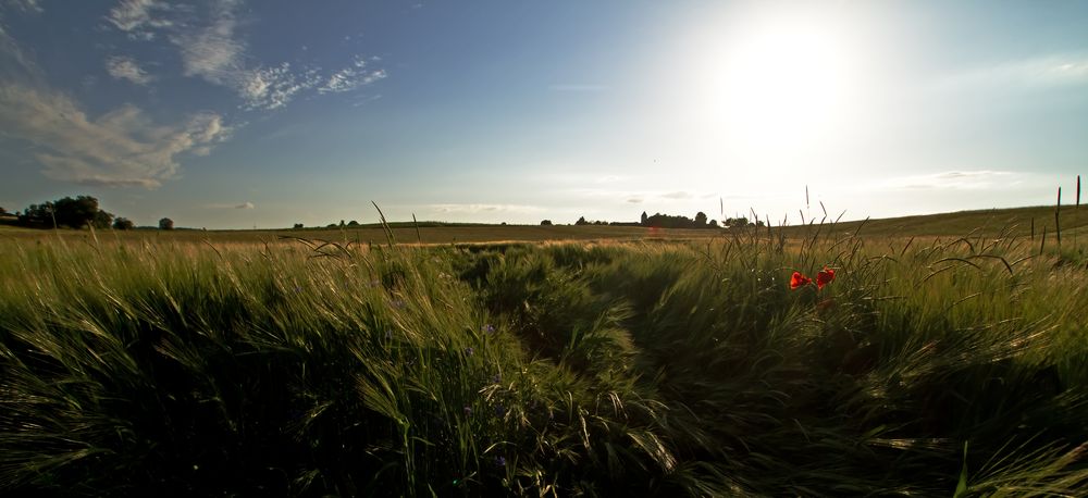 Ein Bett im Kornfeld .....