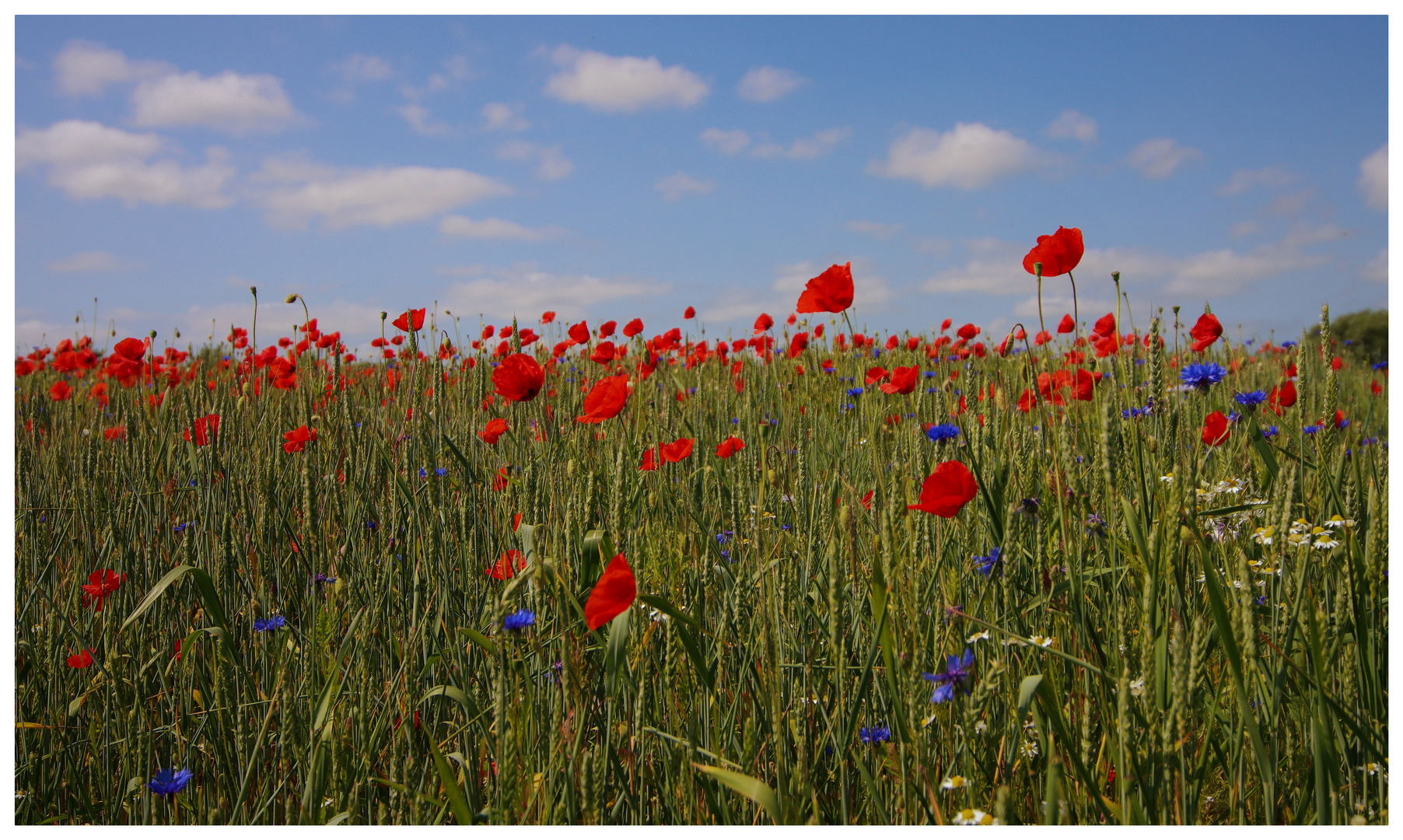 Ein Bett im Kornfeld 