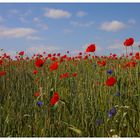 Ein Bett im Kornfeld 