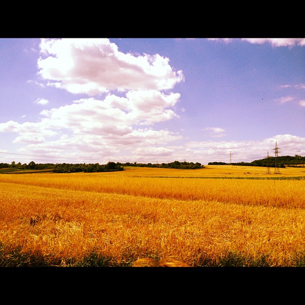 Ein Bett im Kornfeld.