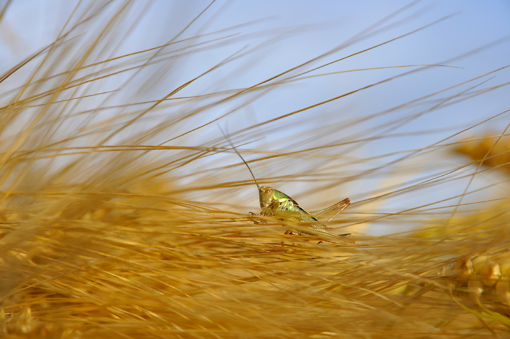 Ein Bett im Kornfeld