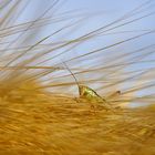 Ein Bett im Kornfeld