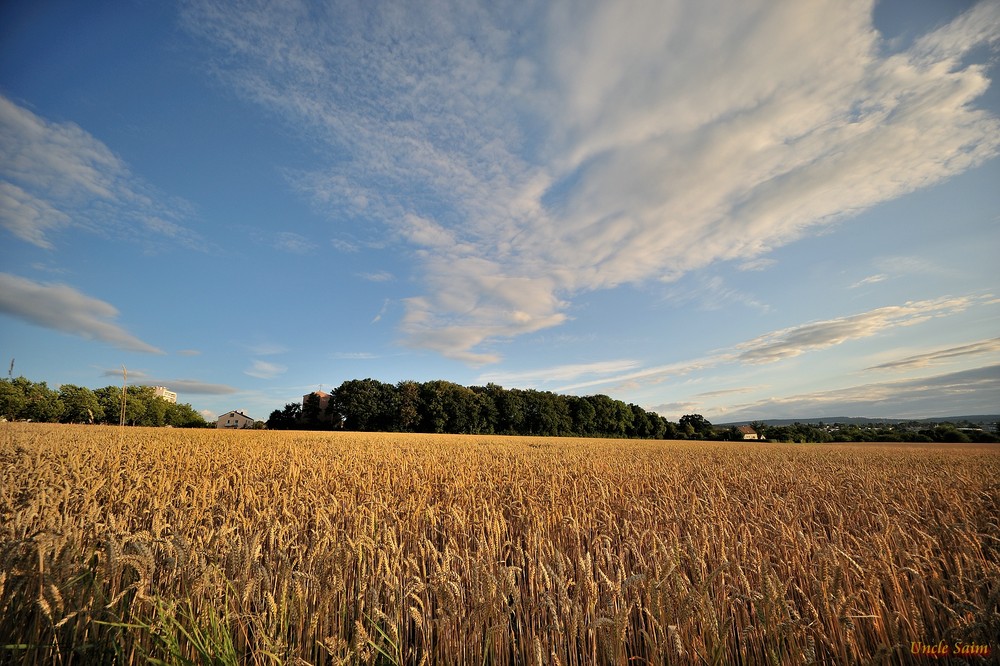 Ein Bett im Kornfeld