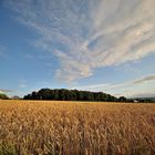 Ein Bett im Kornfeld