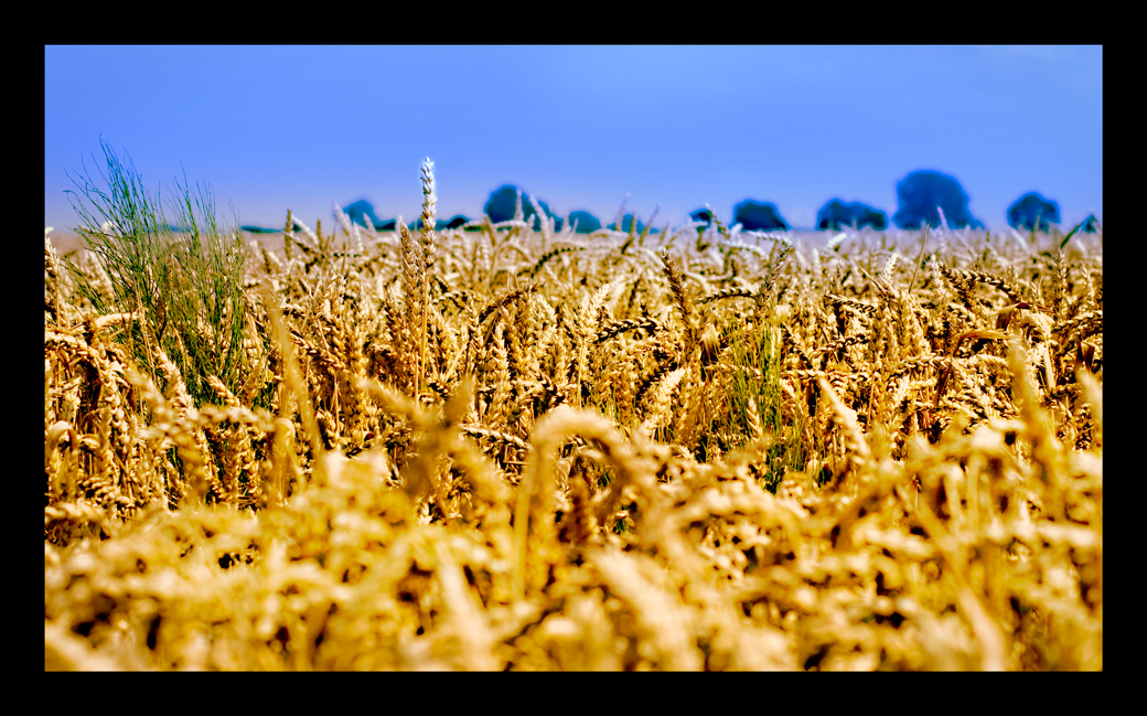 ein bett im kornfeld