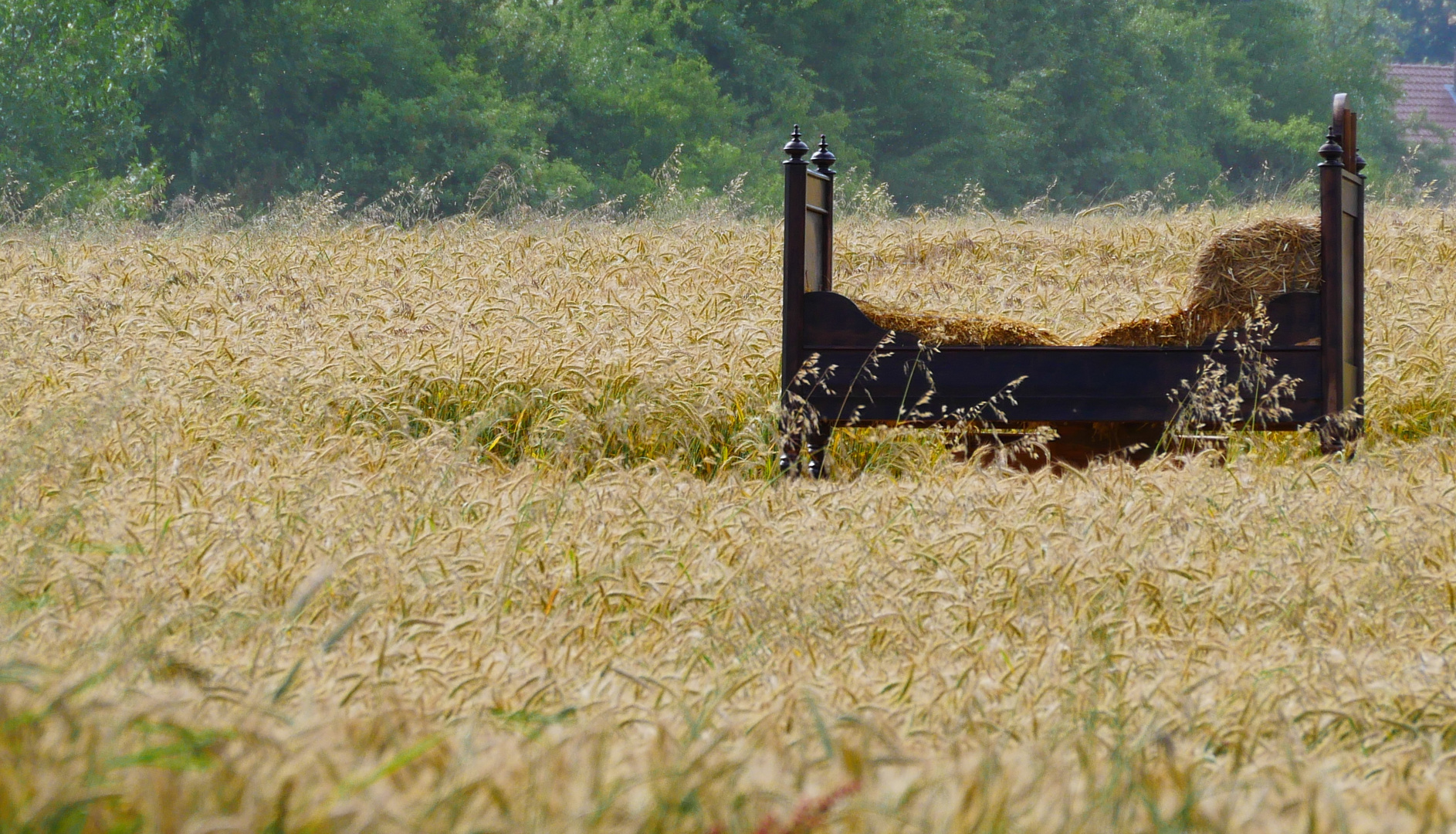 Ein Bett im Kornfeld