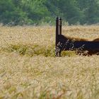 Ein Bett im Kornfeld