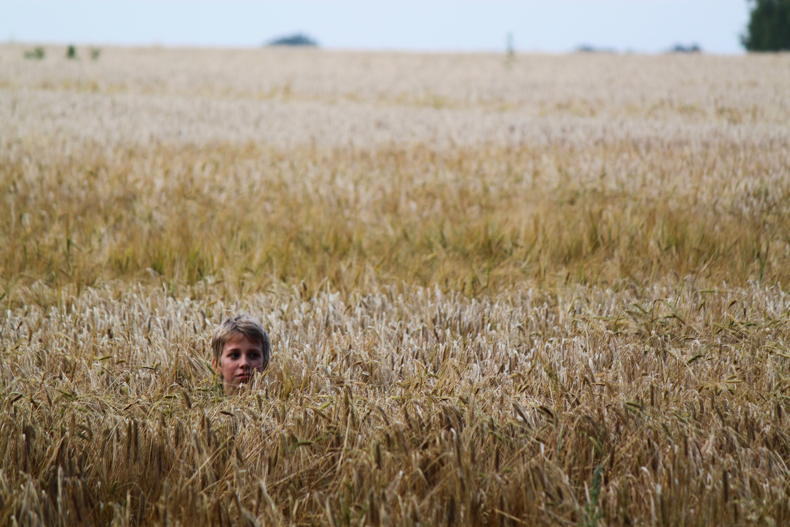 Ein Bett im Kornfeld...