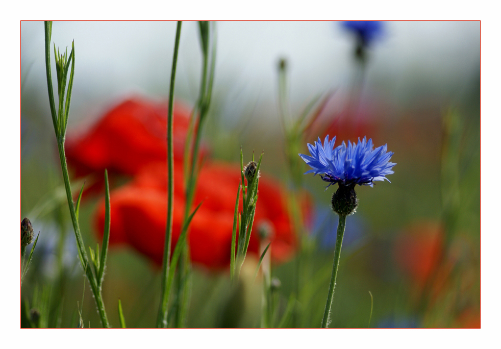 .... ein Bett im Kornfeld ....