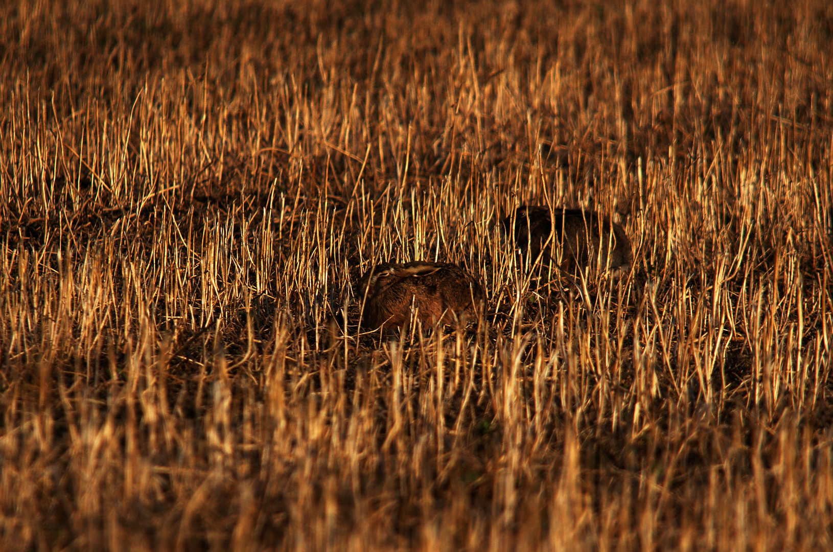 Ein Bett im Kornfeld