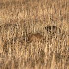 Ein Bett im Kornfeld