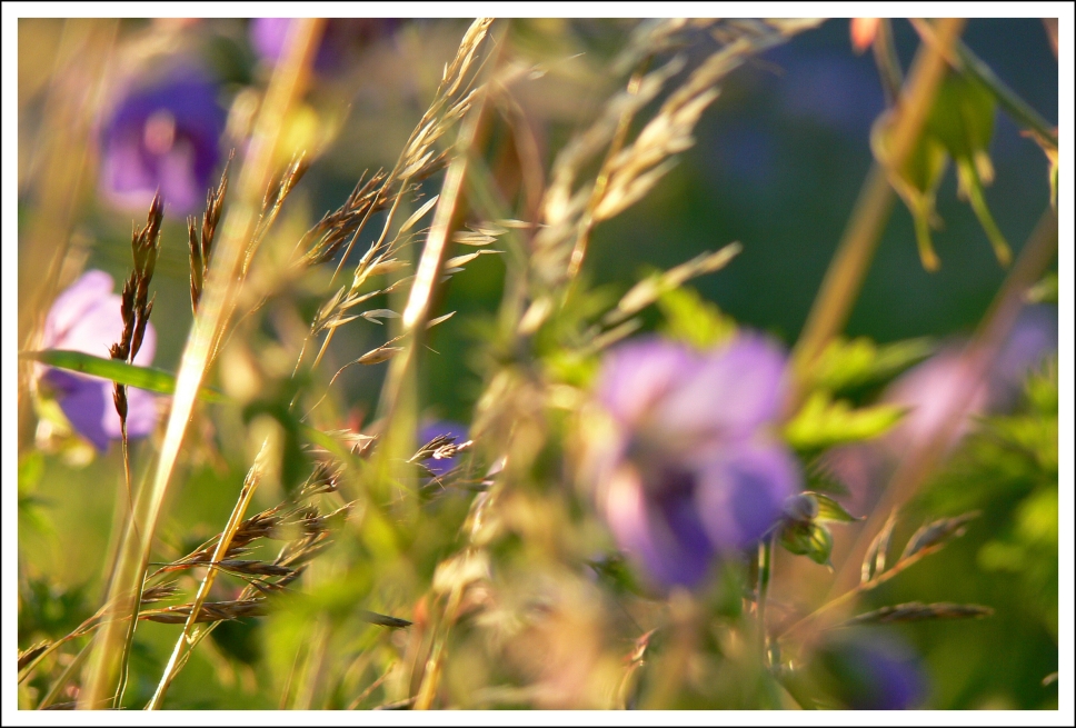 Ein Bett im Kornfeld