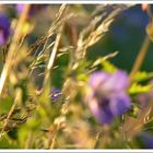 Ein Bett im Kornfeld