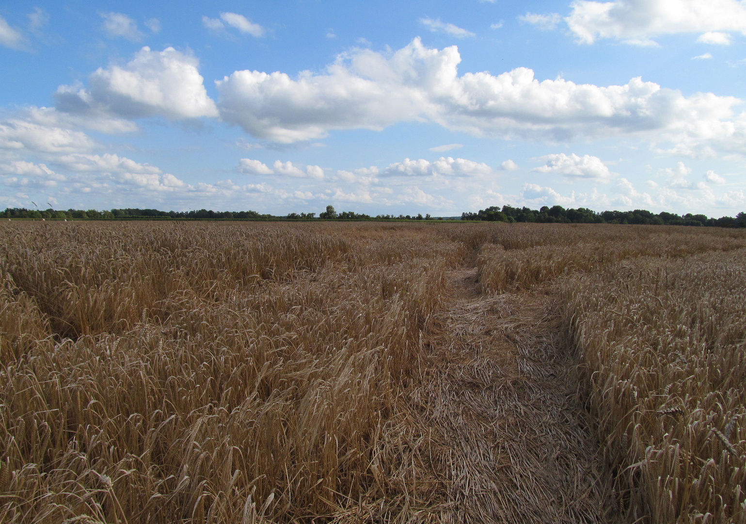 ein Bett im Kornfeld ....