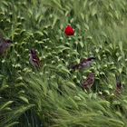 Ein Bett im Kornfeld