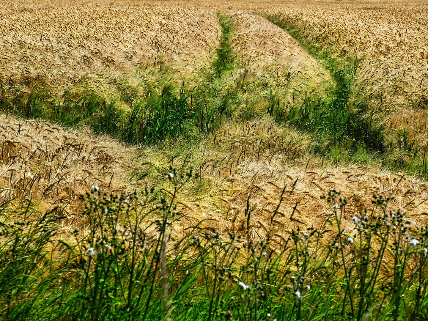 Ein Bett im Kornfeld