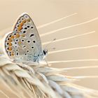 Ein Bett im Kornfeld