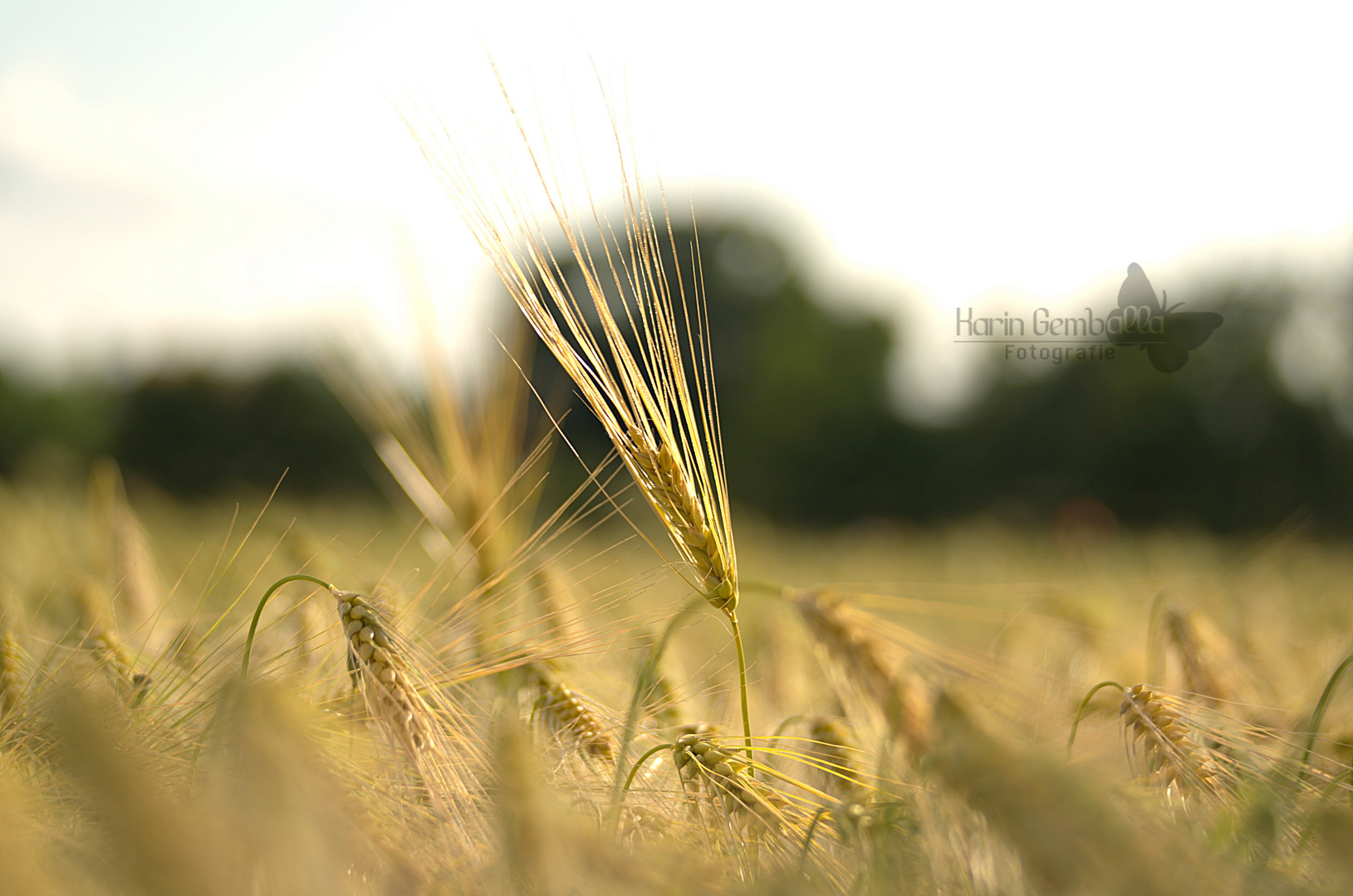 Ein Bett im Kornfeld