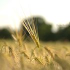 Ein Bett im Kornfeld