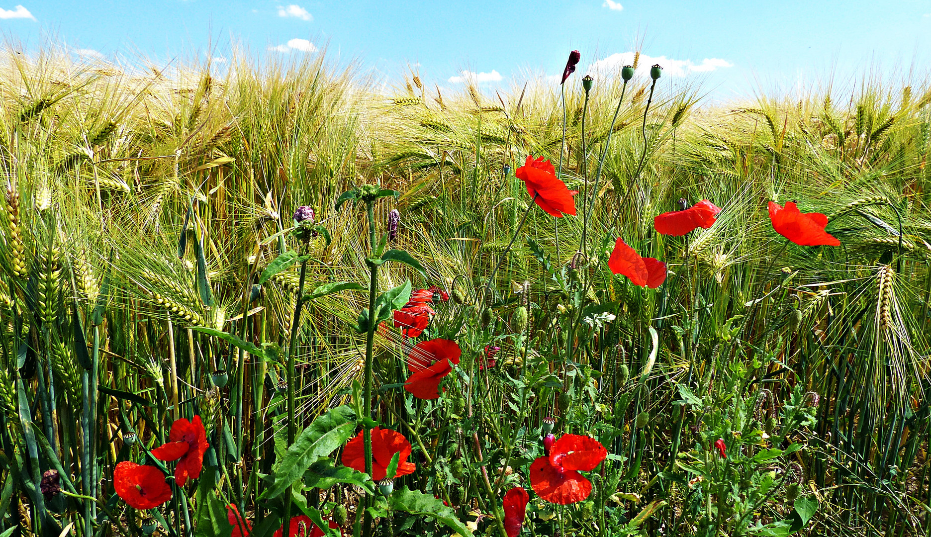 Ein Bett im Kornfeld