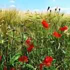 Ein Bett im Kornfeld