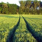 Ein Bett im kornfeld