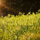 "ein Bett im Kornfeld"