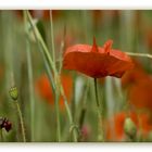 Ein Bett im Kornfeld....