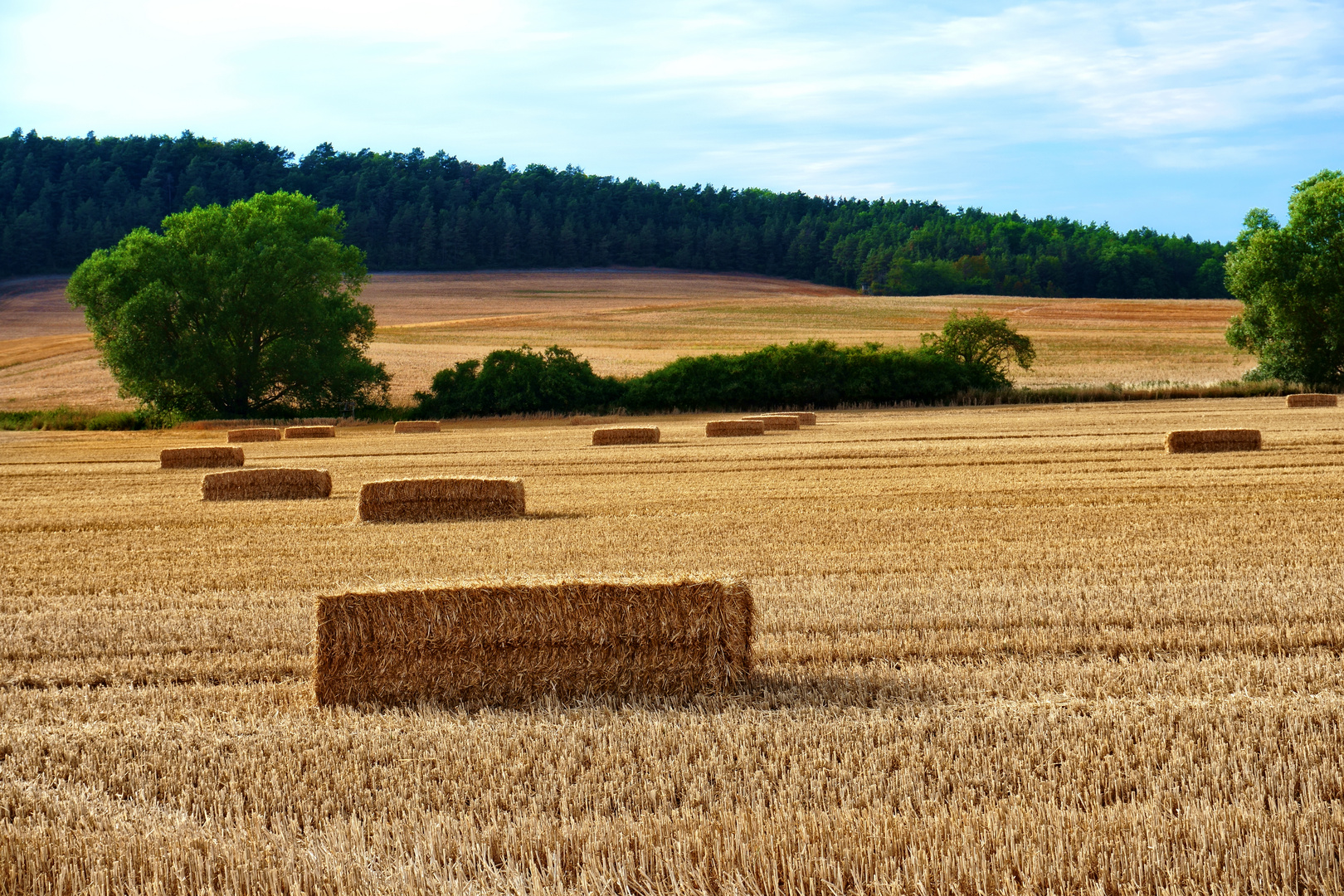 Ein Bett im Kornfeld ...