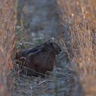 Ein Bett im Kornfeld