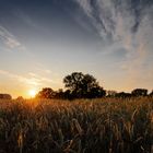 Ein Bett im Kornfeld