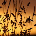 Ein Bett im Kornfeld