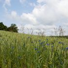 Ein Bett im Kornfeld