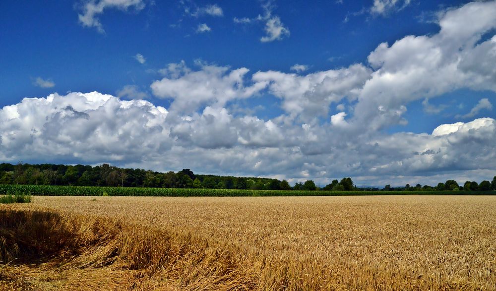 Ein Bett im Kornfeld  ...