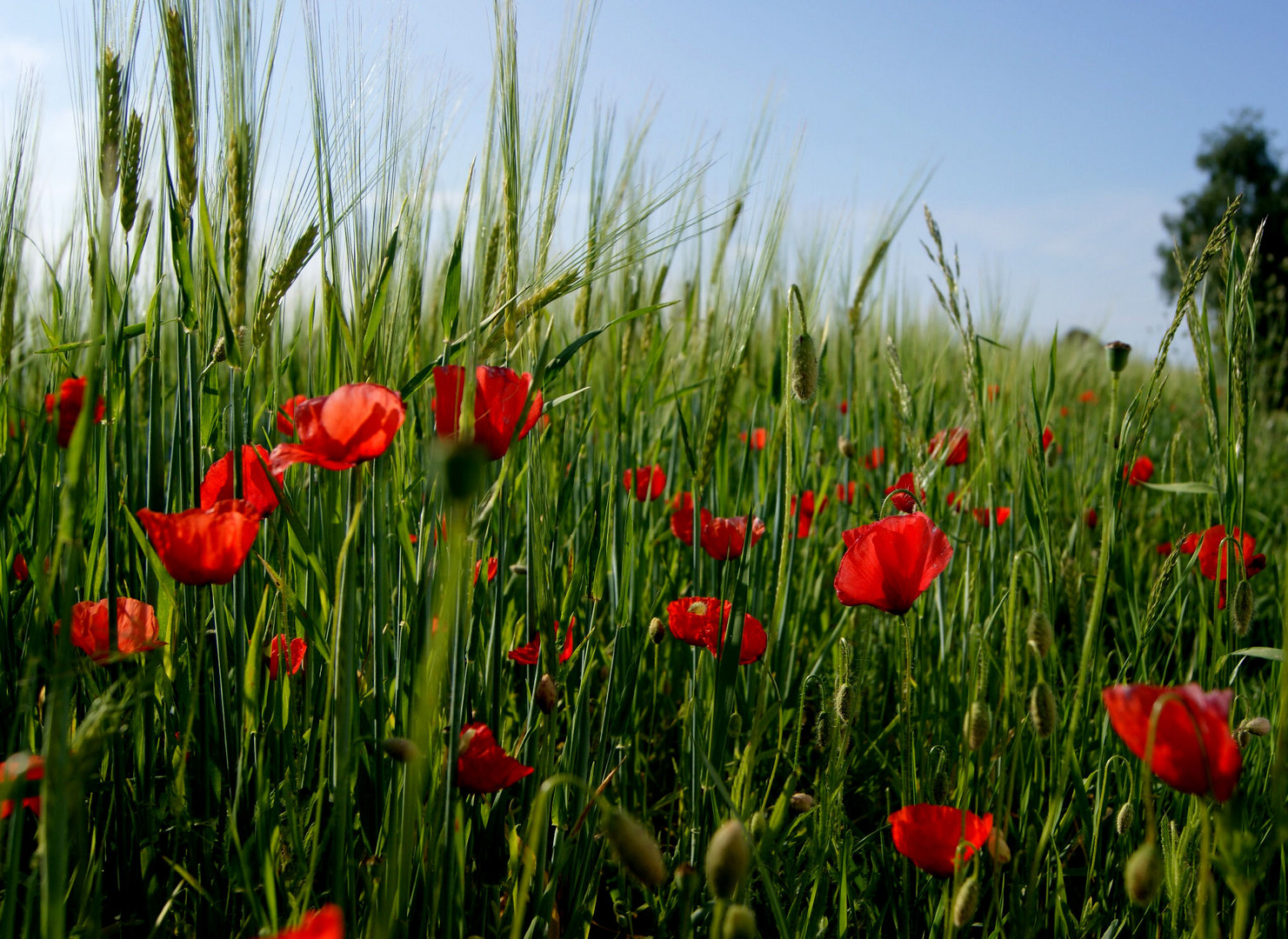 ein Bett im Kornfeld