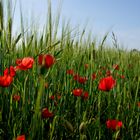 ein Bett im Kornfeld