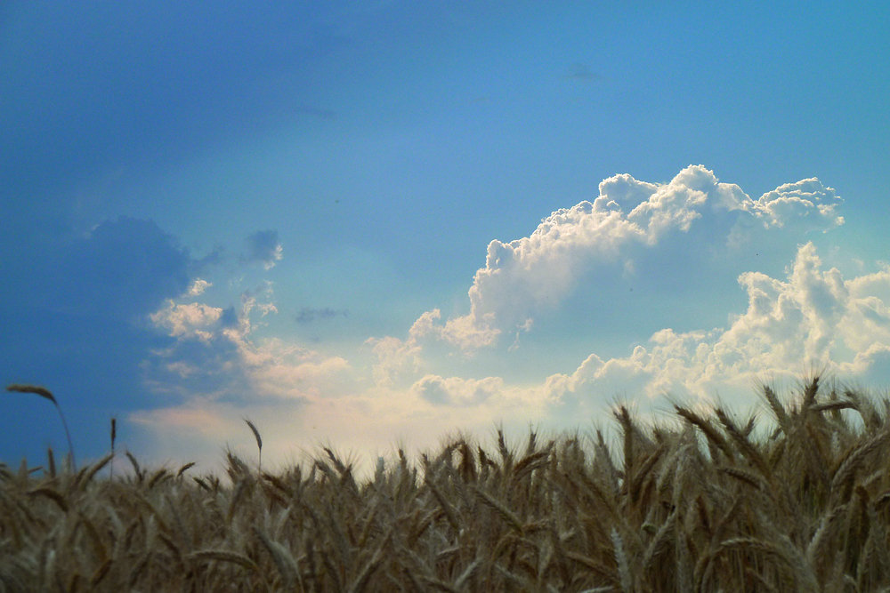 Ein Bett im Kornfeld, das ist immer frei. Denn es ist Sommer ........