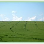 Ein Bett im Kornfeld