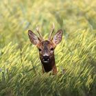 Ein Bett im Kornfeld