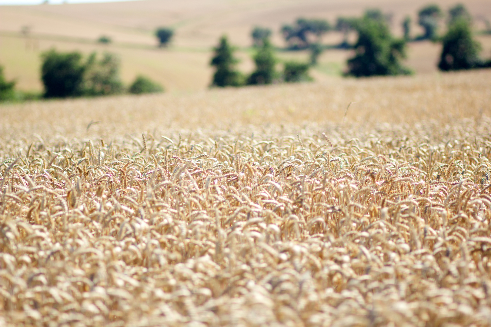 Ein Bett im Kornfeld