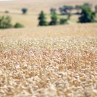 Ein Bett im Kornfeld