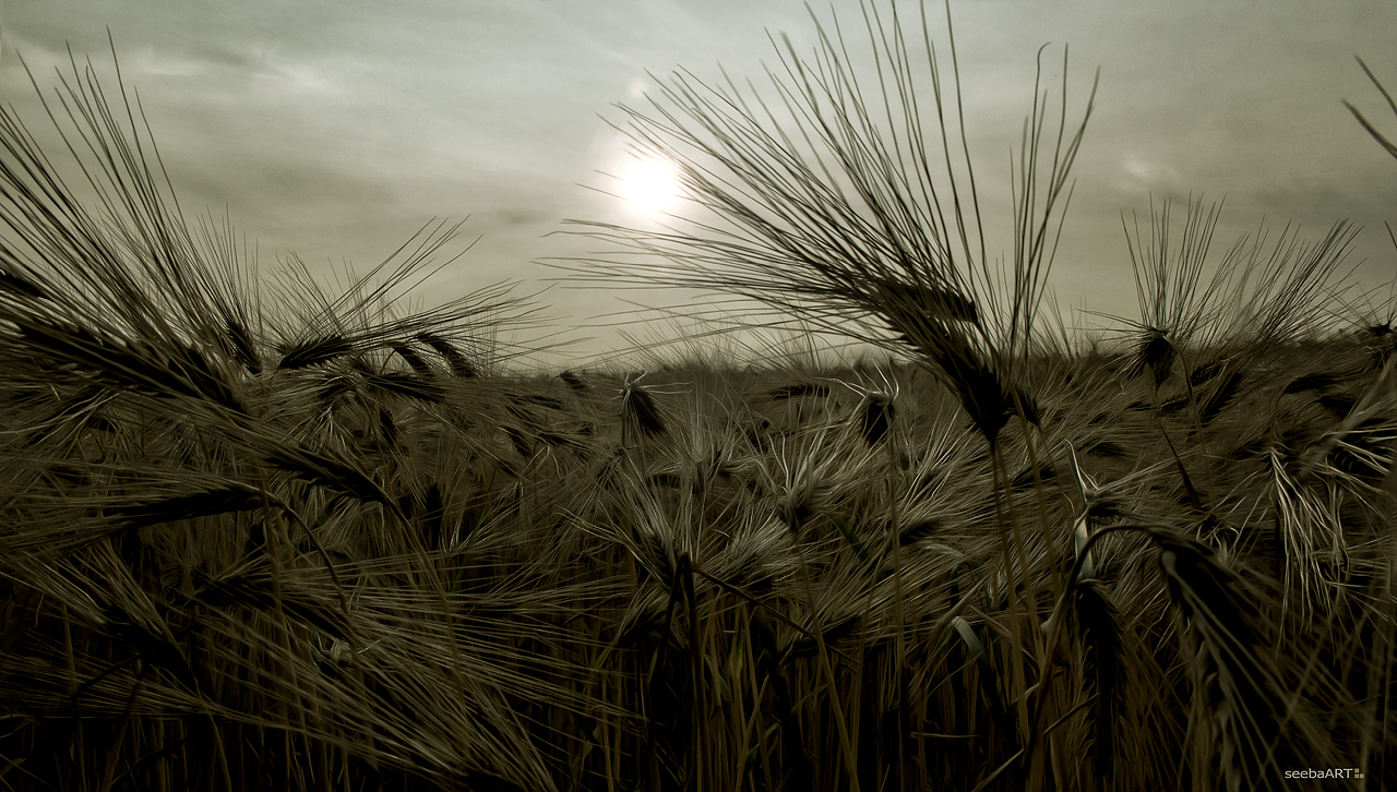 Ein Bett im Kornfeld