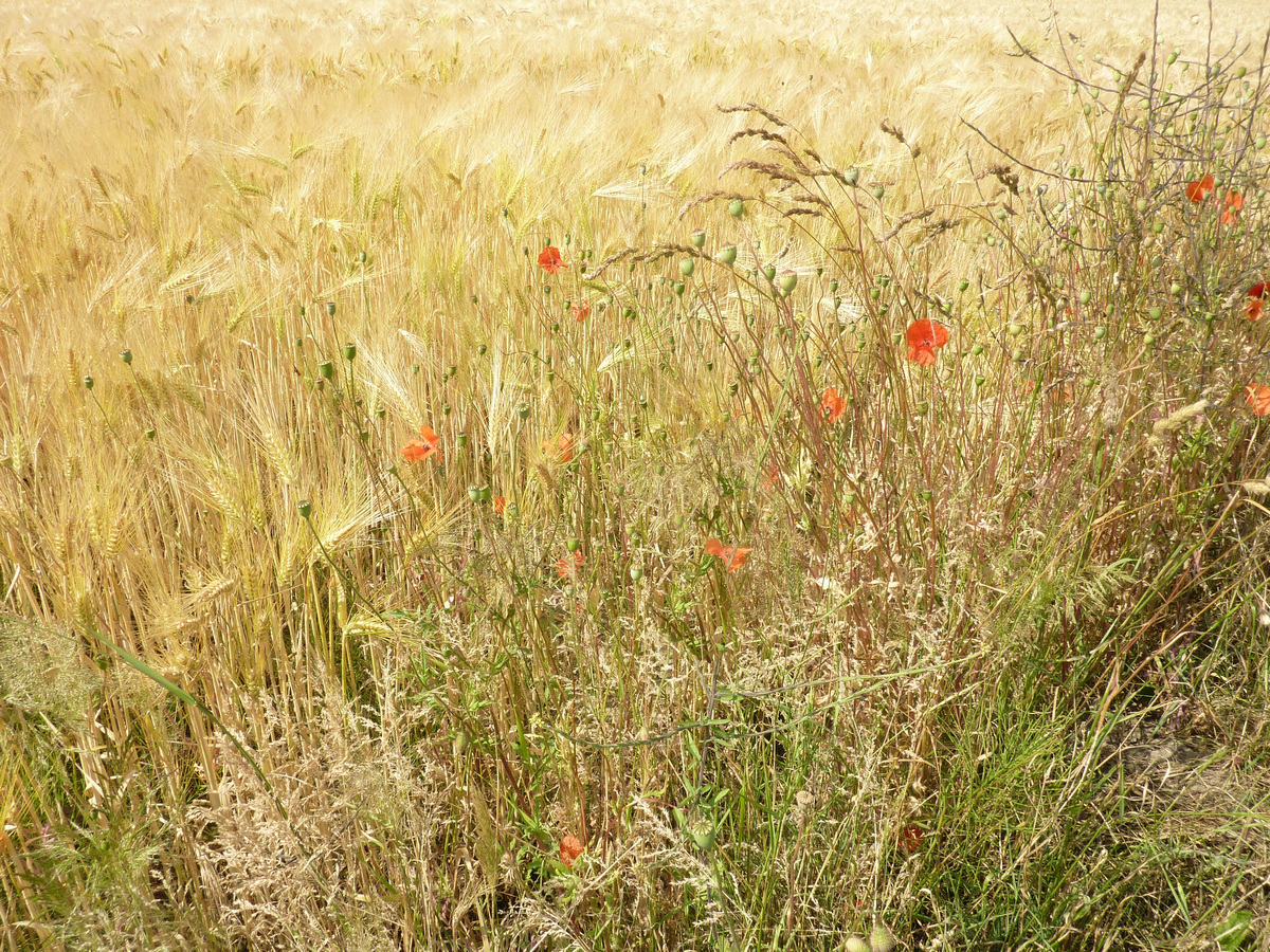 ein Bett im Kornfeld...