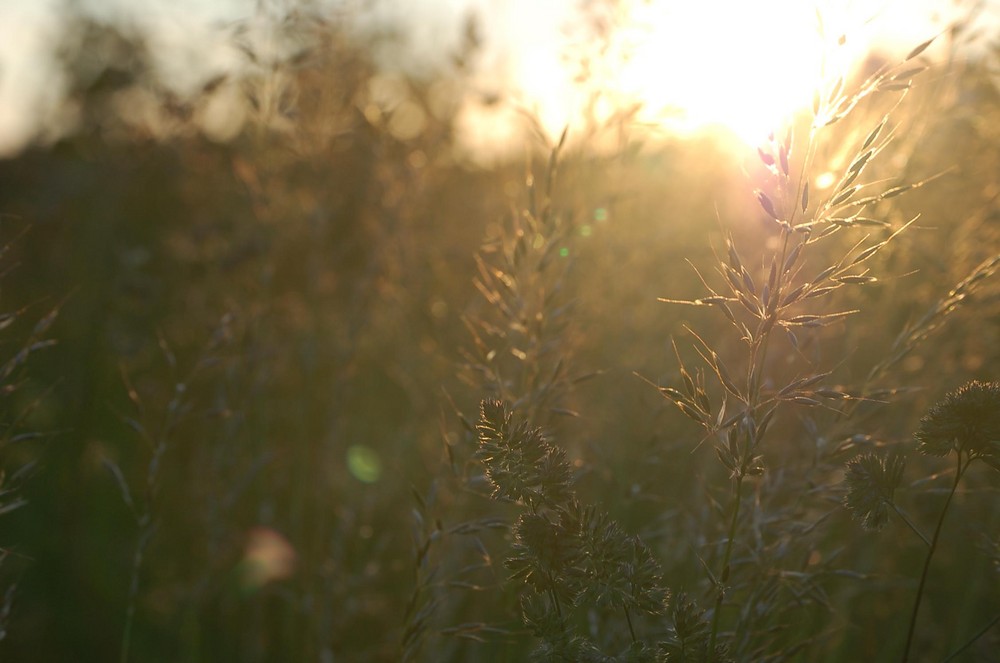 "ein bett im kornfeld"