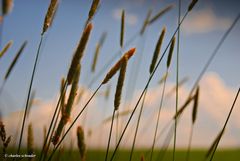 Ein Bett im Kornfeld