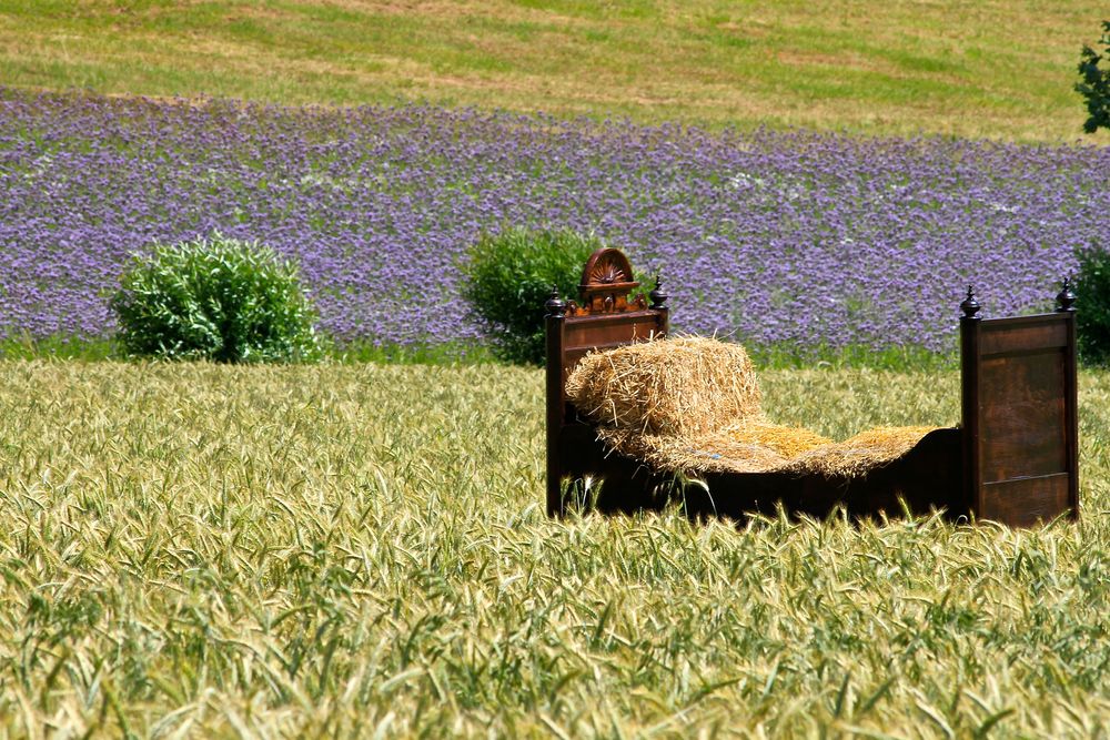 Ein Bett im Kornfeld Foto & Bild nordhessen, hessen, deutschland Bilder auf Ein Bett im Kornfeld Foto & Bild nordhessen, hessen, deutschland Bilder auf