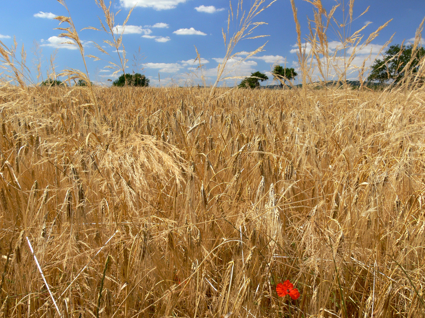 Ein Bett im Kornfeld...